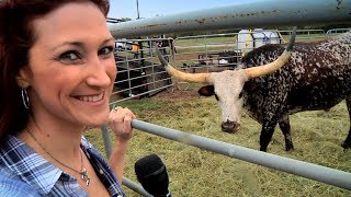 Texas Stampede Longhorn Cattle Drive [upl. by Enihsnus402]