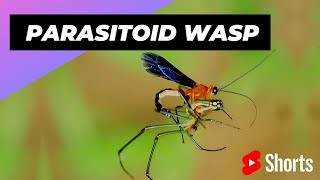 Parasitoid Wasp 🦟 One Of The Most Dangerous Insects In The World shorts [upl. by Lot]