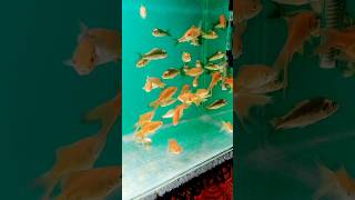 All goldfish youtubeshorts shortsfeed music song aquariumfish goldfish deyaquariumzone [upl. by Glanti]