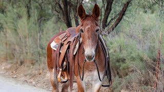 Bingo  12 year old John mule [upl. by Nodlew52]