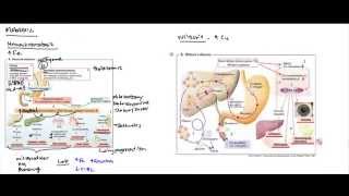 Liver Metabolic Disorders Hereditary Hemochromatosis Wilsons Disease Alpha 1 Antitrypsin [upl. by Yehus]