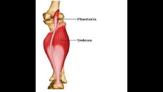 Two Minutes of Anatomy Plantaris Muscle [upl. by Airotahs426]