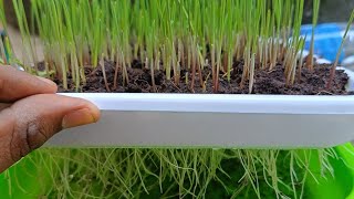 GROWING WHEAT GRASS wheatgrass grass growing gardening [upl. by Ruford76]