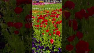 Floriade 2024  Australia’s biggest flower festival  Canberra flowers tulips biggestfestival [upl. by Olmstead272]