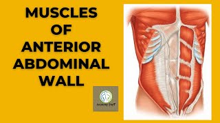 Muscles of the Anterior Abdomial wall [upl. by Howund]