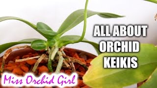 All about Orchid keikis  Video request [upl. by Ais732]