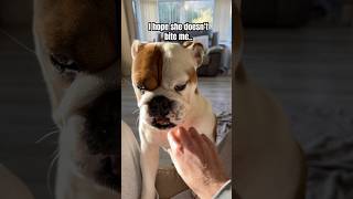 A bulldog doesn’t look happy bulldog dogsofyoutube pets [upl. by Esorylime]