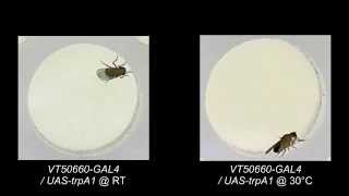 Neuronal Control of Drosophila Walking Direction [upl. by Relluf]