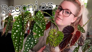 Begonia Care Propagation amp Cool Begonias You Need To Know About  Tips and Tricks [upl. by Ainahs]