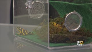 The Maryland Zoo In Baltimore Discusses Its Efforts To Preserve Panamanian Golden Frogs [upl. by Ashley]