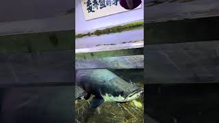 No skills just handsome Arapaima Fantastic animals on Mr Li who loves to raise fish Gia [upl. by Ethbin989]