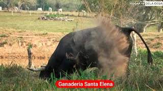 Toros de la Ganaderia Santa Elena de los Hnos Sotomayor Brun para las corralejas en COTORRA 2023 [upl. by Ahsatak]