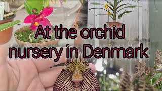 GOING TO THE DANISH ORCHID NURSERY BUYING NEW ORCHIDS [upl. by Ettelrats]