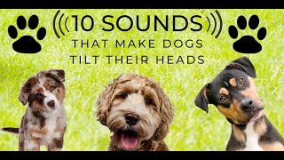 Head Tilt  10 Sounds that make dogs love  Turn the sound up and play along Countdown [upl. by Otha]