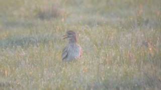 Stone Curlew Oedicnème criard [upl. by Eruot185]