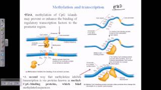 DNA methylation [upl. by Kym]