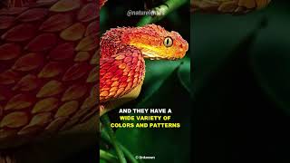 Bush Viper  Beautiful But Deadly [upl. by Roselle]