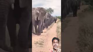 कितने सारी हथियाँ 🐘 So many Elephant s 🐘🤩 shorts elephants collectwilds [upl. by Hailahk]