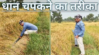 धन चिपकने का देसी तरीका ।। शॉर्टक लिवाई से अच्छा आप यह काम कर लो🌾🌾 [upl. by Zischke]