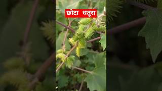 Xanthium strumarium  छोटा धतूरा  Family Asteraceae  shorts [upl. by Seyah]