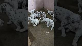 Dalmatian Puppies Available  More Details On My Descriptiontrendingshortstrendingdalmatiandog [upl. by Konyn]