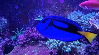 Finding Dory at SEA LIFE London Aquarium Blue tang Coral reefs [upl. by Animaj248]