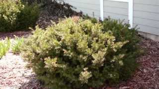 Pruning Evergreen Shrubs to Maintain Natural Form [upl. by Edwine583]