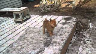 Finnish Spitz Puppies [upl. by Phillane]