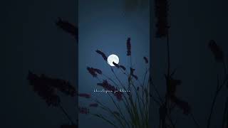 Dar miyaan ll tag you love ❤️❤️ llyoutubeshorts whatsapp status herttouchingstatus [upl. by Nedi62]