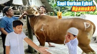 DETIKDETIK SAPI QURBAN EYBEL DI ROBOHKAN  Sapi Ngamuk ⁉️ [upl. by Clauddetta]