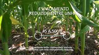 Espaçamento reduzido em milho [upl. by Augustin136]