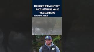 Anchorage woman captures wolves attacking moose on area cameras alaskasnewssource news [upl. by Yesnil]