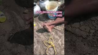 Basf exponous using 2nd spray in tejagsiva farming [upl. by Sucramd907]