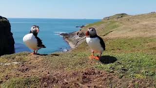 PUFFINS  SKOMER ISLAND [upl. by Den]