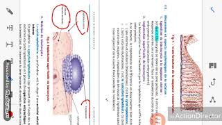 embryologie  limplantation [upl. by Soinotna]