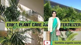 Areca palm plant care and fertilizing [upl. by Eenattirb455]