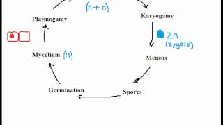 Biology Fungi Reproduction [upl. by Tanny]