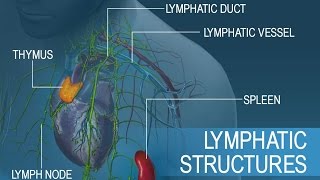 Anatomy and Physiology of Lymphatic System [upl. by Frankel947]