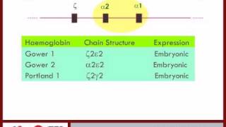 Haemoglobin synthesis pt 3  6 [upl. by Alhan]