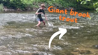 IVE NEVER SEEN A BROOK TROUT THIS BIG ll Urban Stream Fishing [upl. by Alfi]