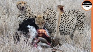 3 Cheetah Brothers Vs 2 Ostriches [upl. by Irem]