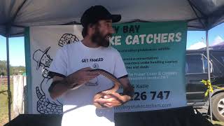 Free handling a Highly Venomous Snake to show people that they are NOT “out to attack” [upl. by Harriman]