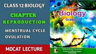 MENSTRUAL CYCLE  FEMALE REPRODUCTIVE CYCLE  CLASS 12 MDCAT BIOLOGY  DOCTORS STOP [upl. by Soph]