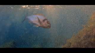 Lov orada Murter  Komarča  Ribolov s obale 2022  Fishing  Croatia  GoPro 10 [upl. by Eintihw]