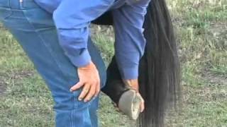 Parelli Natural Horse Training Tip  Handling your horses feet [upl. by Avilla]