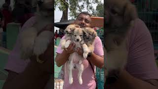 Culture Spitz Puppies Sell Low Price pets puppies doglover shorts [upl. by Sadick]