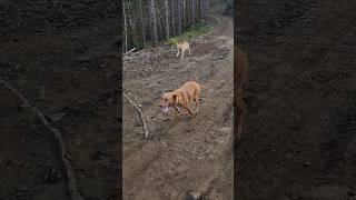 Dogs 🐕 kemmer kemmercur doglife dogs pnw pnwlife walk evening Johnny Davey fun [upl. by Eicyaj403]