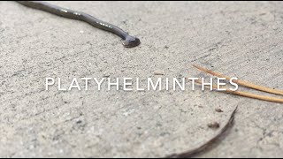 Platyhelminthes [upl. by Annaoy]