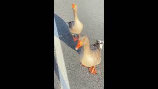 Ferry Landing Geese Attack Sort of LOL [upl. by Ania97]