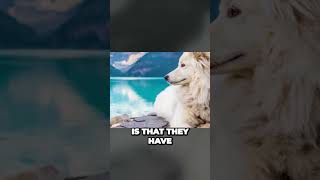 Samoyed Dog Breed  Interesting Facts [upl. by Nayrda]